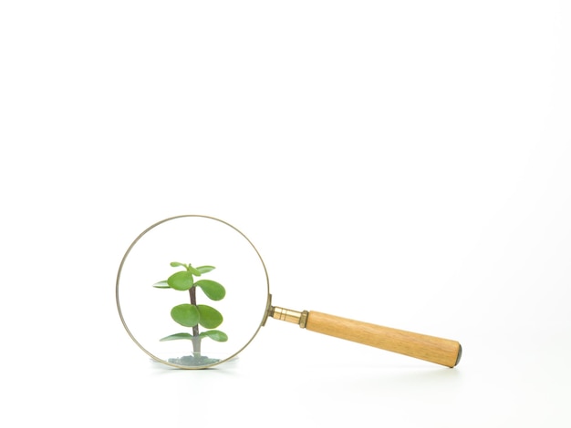 A magnifying glass focusing on a small plant growing rapidly, symbolizing the high-growth potential of small-cap companies. The image should be bright and optimistic.