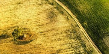 Unlock Long-Term Wealth: Investing in Farmland - Cover Image